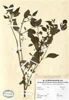 藏品(龍葵)的圖片